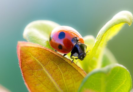 Ladybug - insect, leaves, ladybug, cute