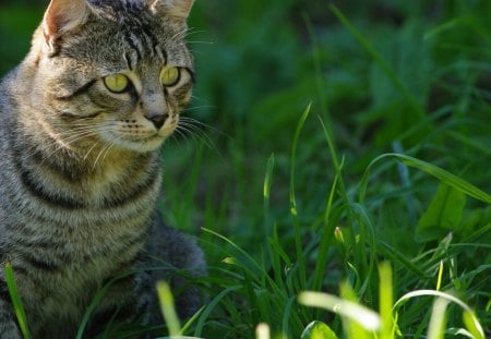 Cat Staring - field, cat, staring, looking