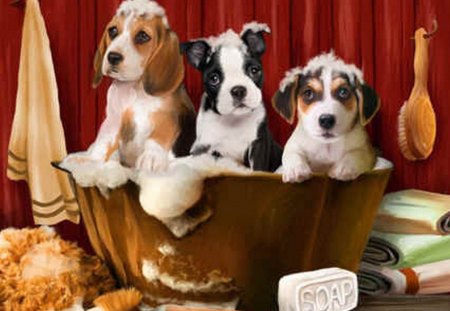 BATH FOR THE DOGS - soap, cute, dog, bath