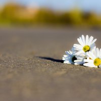 Daisies