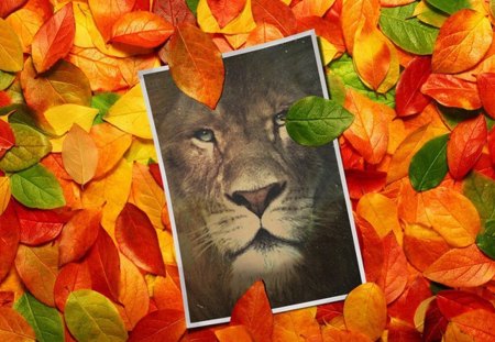 Leo - fall, autumn, lion, cat, leo, animal