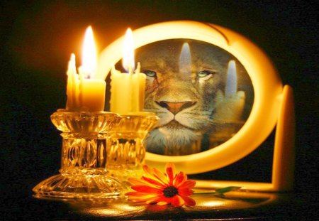 Leo - lion, cat, mirror, candles, animal, leo