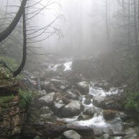 Mist and Forest River Creek