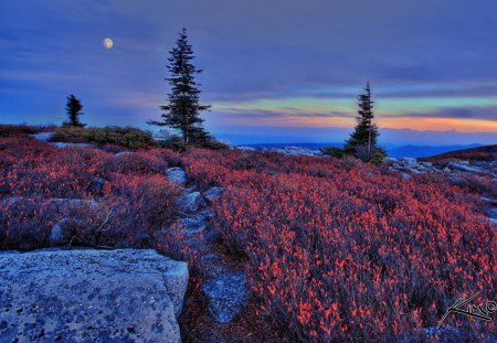 West Virginia - evening, 2 pines, purple, peace