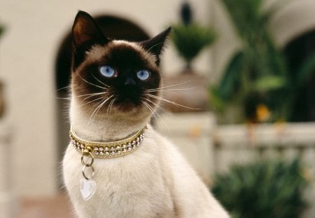 Siamese Cat