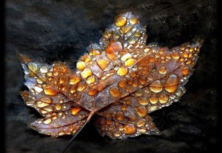 Autumn leaf - love, autumn, tears, magic, leaf, black, lovely, nature, pretty, beautiful, splendor, colors, drops