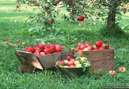 Taste of Sweet Apples - trees, daylight, day, field, apples, fruit, limbs, nature, tasty, red, leaves, green, sweet, grass