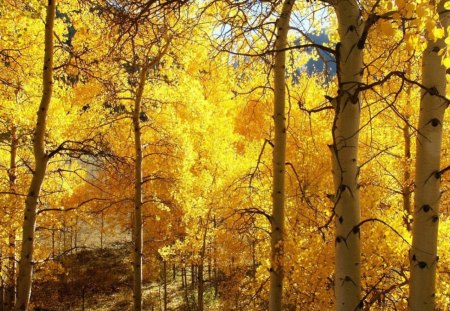 autumn forest - forest, yellow, nature, autumn