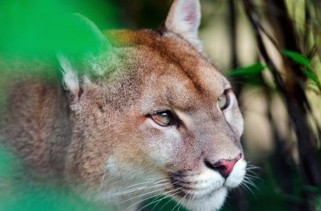 *** Cougar *** - puma, zarosla, zwierzeta, dzikie