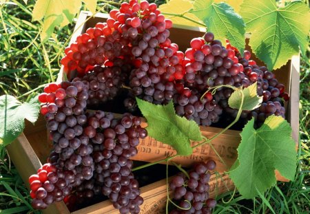 *** Bunch of grapes *** - kisc, owoce, czerwonych, winogron