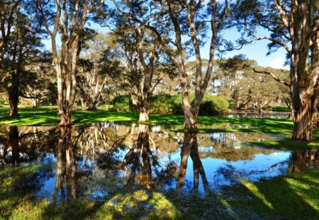 Reflections - refletions, trees, water, pond