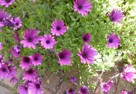 African daisies - africa, purple, bush, daisy