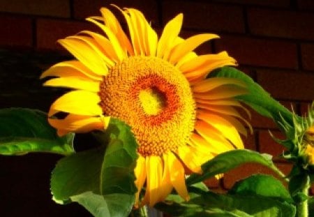 SOLAR POWERED SUNFLOWER - yellow, sunflower, green, leaves