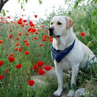 "Puppy in the Poppy's"