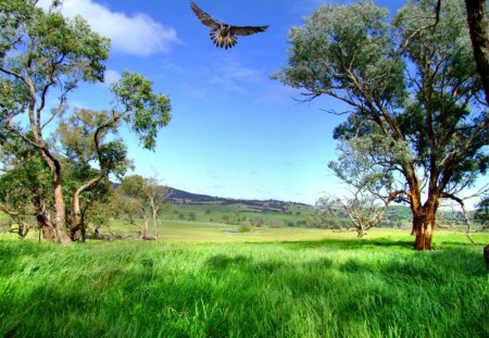 A Special Place - bird, grass, trees, green