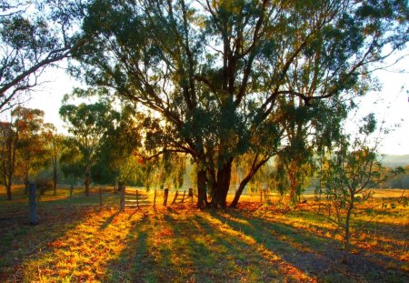 The End Of Another Day - grass, trees, fence, sun