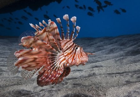 *** Lionfish *** - kolorowa, zwierzeta, skrzydlica, ryby