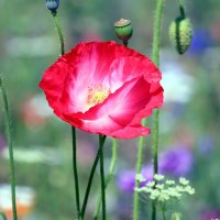 *** Beautiful poppy flower ***