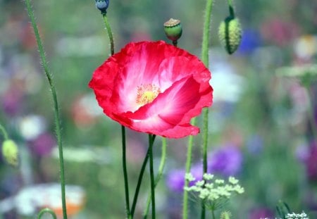 *** Beautiful poppy flower *** - kwiaty, mak, natura, czerwony