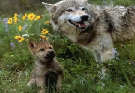 Field Of Dreams - wolves, animals, dogs, flowers, field, pup