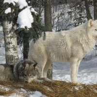 Beautiful Winter Time