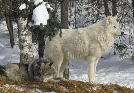 Beautiful Winter Time - trees, nature, dogs, snow, animals, wolves