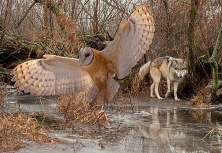 Tag Your It - wolf, nature, animals, dogs, barn owl, birds