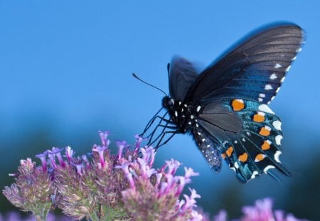 Purple and Blue - purple, butterfly, flowers, blue