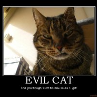 Evil Cat