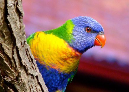 WHOS A PRETTY BOY - yellow, parrot, blue, green