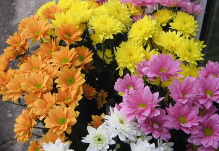 chrysanthemum - colorful, autumn, chrysanthemum, flower