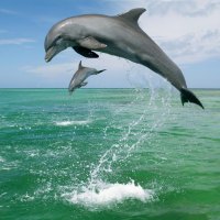 *** Sea And Dolphins ***