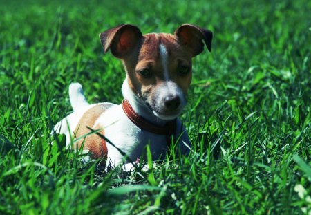 *** Jack Russell Terrier *** - zwierzeta, psy, pies, trawa