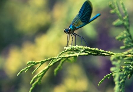 *** Blue dragonfly *** - niebieska, wazka, zwierzeta, owady