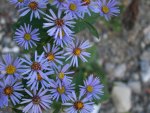 Blue wild flowers