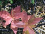 Brown leaves