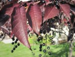 Brown leaves on the tree