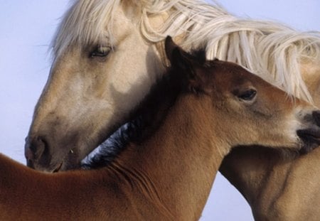 BEAUTIFUL HORSES - love, sky, horse, blue