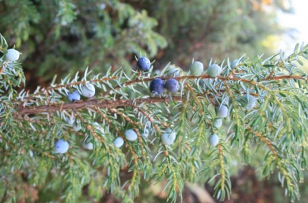 Green branches on the tree - branches, forest, photography, blue, green