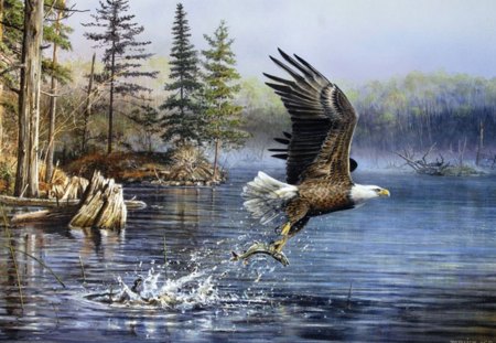 EAGLE - eagle, lake, forest, bird