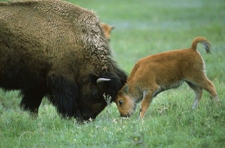 BUFFALOS - native american, field, buffalos, grass