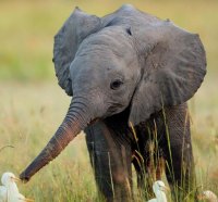 Cute Little Elephant