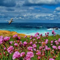 Scent of coastal flowers