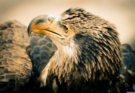 3 Year Old Bald Eagle - young, bald, eagle, bird