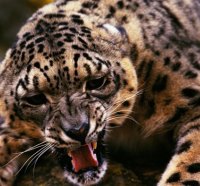 Angry Leopard