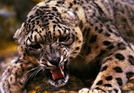 Angry Leopard - leopard, angry, teeth, cat