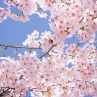 Blossomed Cherry Tree