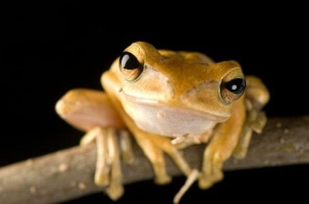 AREN'T I CUTE???   SMILE!!!! - golden, animal, nature, frog