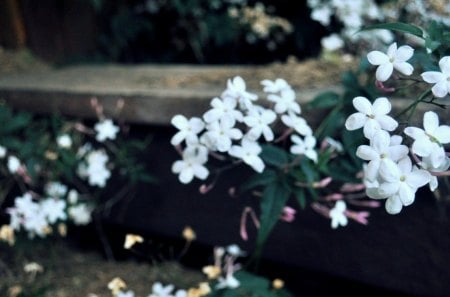 Tender Little Petals - white, blossoms, petals, leaves, flower