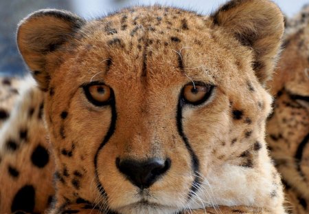 CHEETAH - cheetah, raubtier, katzen, gepard